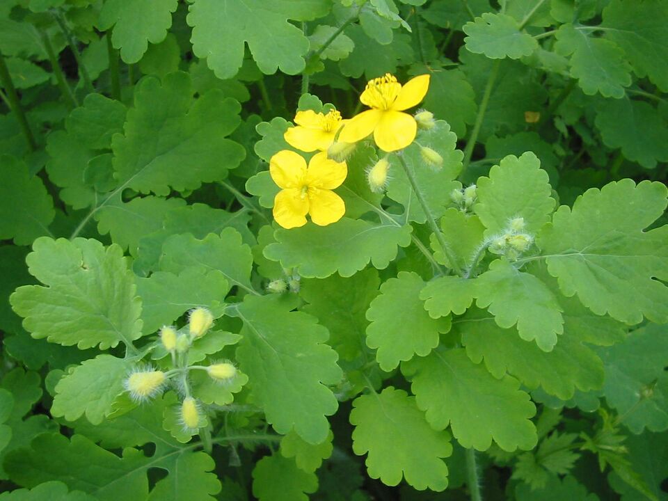 Growing celandine everywhere helps to quickly get rid of toenail fungus